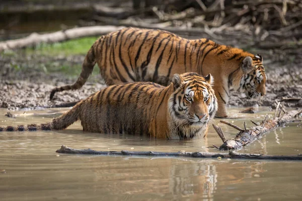 Tigre Siberiano Selva Após Chuva — Fotografia de Stock