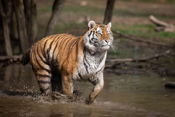 Tigre Siberiano Correndo Selva Após Chuva — Fotografia de Stock