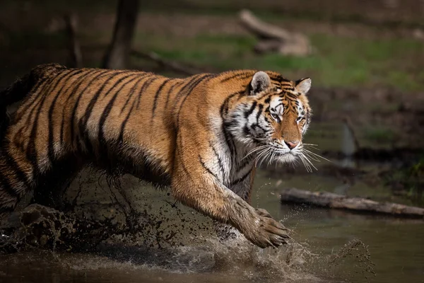 Tigre Siberiano Correndo Selva Após Chuva — Fotografia de Stock