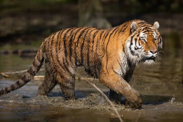 Tigre Caminhando Selva — Fotografia de Stock
