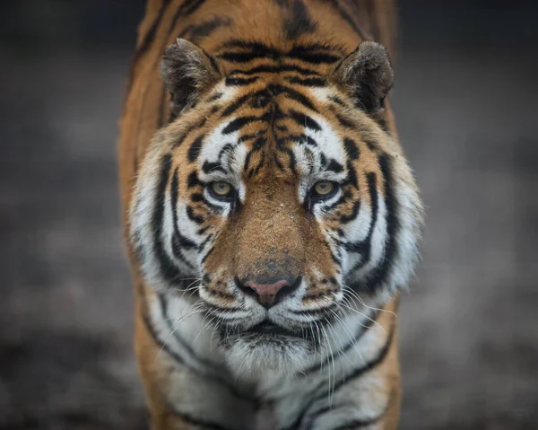Portrait Tigre Dans Jungle — Photo