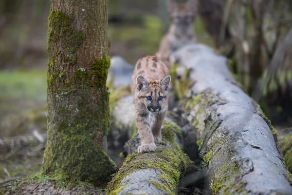 Jovem Puma Brincando Floresta Com Mãe — Fotografia de Stock