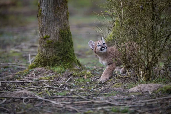 Young Puma Playing Forest Mum — Stock Photo, Image
