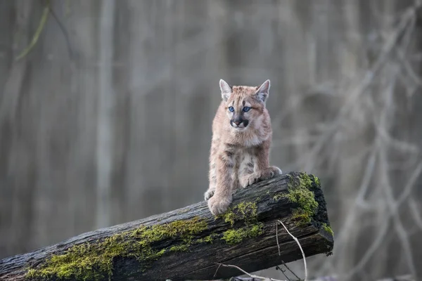 Fiatal Puma Játszik Erdőben Anyával — Stock Fotó