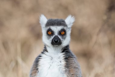 Çayırdaki bir lemurun portresi