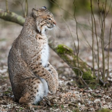 Luchs ormanda savaşıyor.