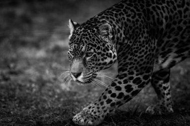 Ormanda yürüyüş jaguar