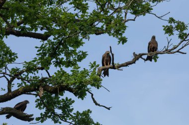 Siyah uçurtma ormanda uçuyor