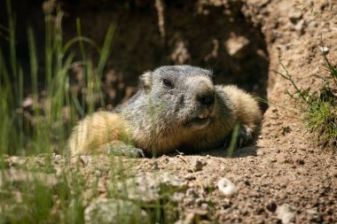 Marmot seated in the hole