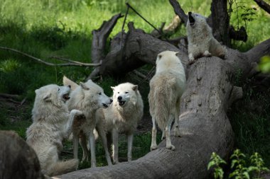 White wolf howling in the forest