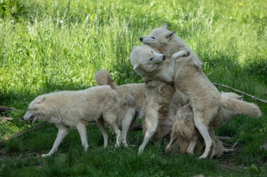 Beyaz Kurt ailesi ormanda oynuyor.