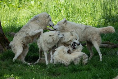 Beyaz Kurt ailesi ormanda oynuyor.