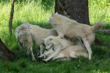 Beyaz Kurt ailesi ormanda oynuyor.