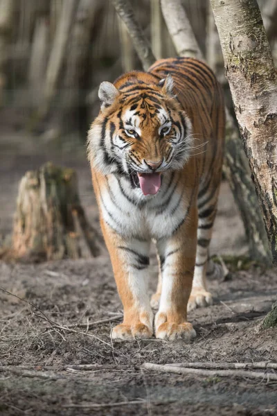 Tiger Walking Jungle — Stock Photo, Image