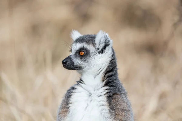 Portrait Lemur Meadow — 스톡 사진