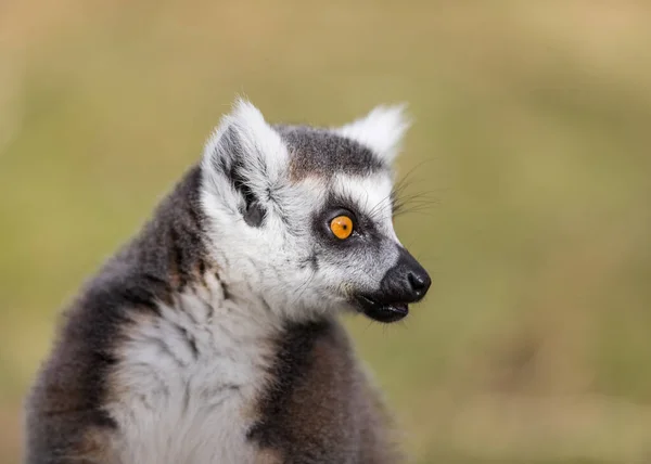 Portrait Lemur Meadow — Stock Photo, Image