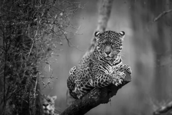 Jaguar Sentado Árvore Selva — Fotografia de Stock