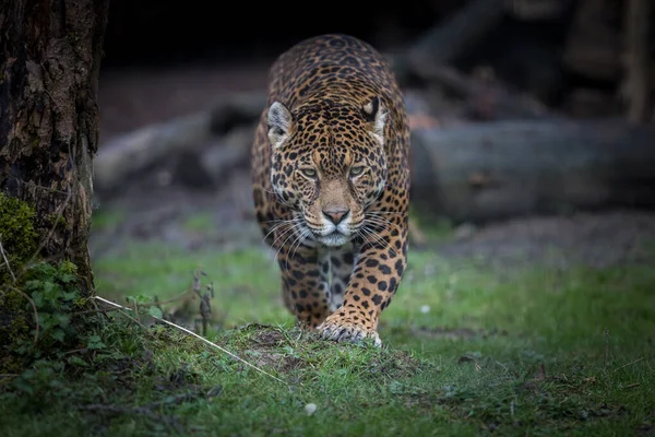 Jaguar Séta Dzsungelben — Stock Fotó