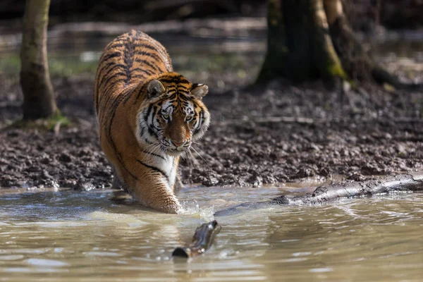 Retrato Tigre Selva — Fotografia de Stock