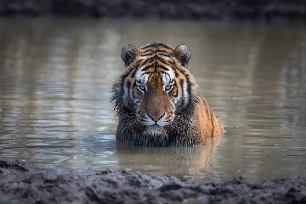 Retrato Tigre Selva — Fotografia de Stock