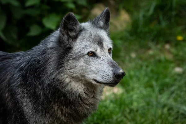 森の中の黒い狼の肖像 — ストック写真