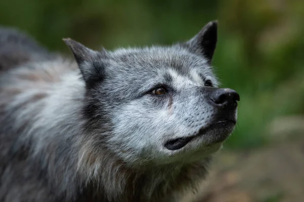 Retrato Lobo Negro Bosque —  Fotos de Stock