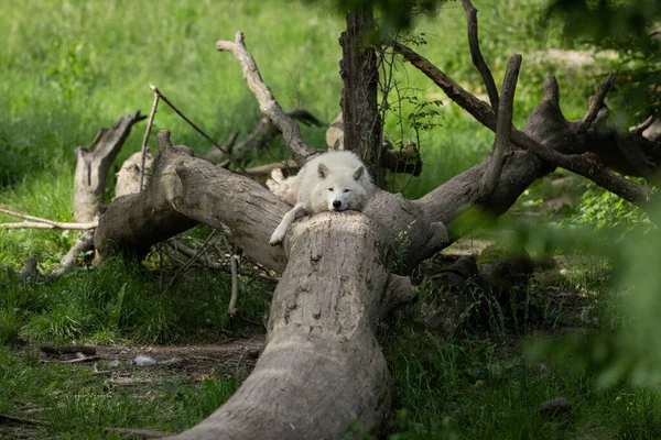 Lobo Blanco Bosque — Foto de Stock