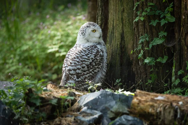Ormanda Oturan Karlı Baykuş — Stok fotoğraf