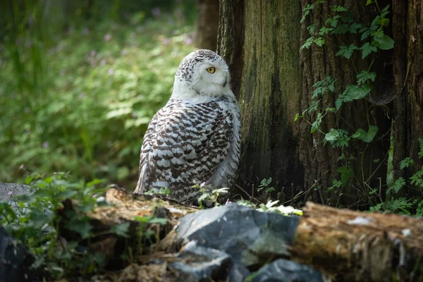 Schneeeule Sitzt Wald — Stockfoto