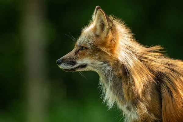 森の中の赤狐像 — ストック写真