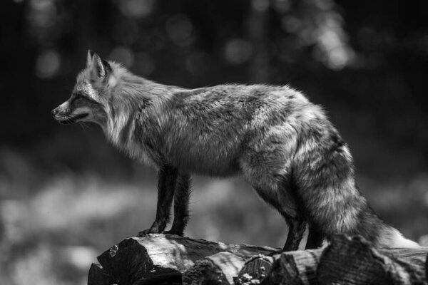 Portrait of a red fox in the forest