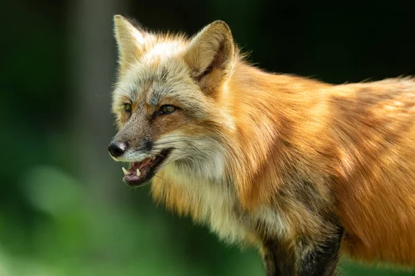 Portrait Renard Roux Dans Forêt — Photo