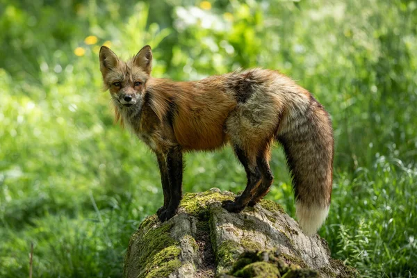Πορτραίτο Μιας Κόκκινης Αλεπούς Στο Δάσος — Φωτογραφία Αρχείου