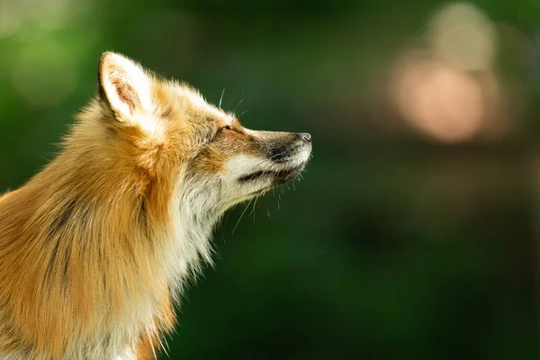 Portrét Červené Lišky Lese — Stock fotografie
