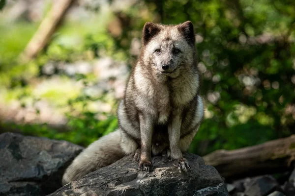 Zorro Polar Sentado Roca — Foto de Stock