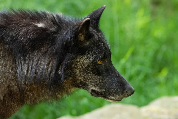 Lobo Negro Floresta — Fotografia de Stock