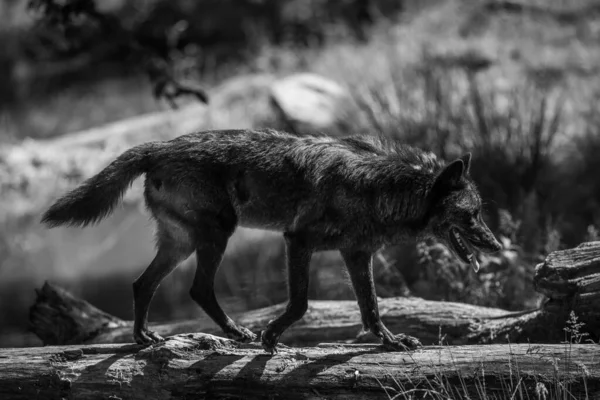 Zwarte Wolf Het Bos — Stockfoto