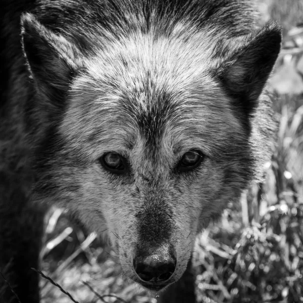Zwarte Wolf Het Bos — Stockfoto