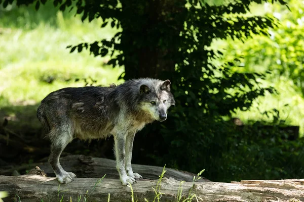 森の中の黒い狼 — ストック写真