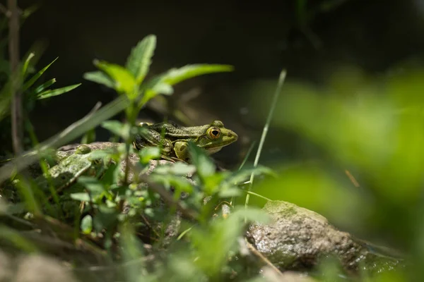 Grenouille Long Rivière — Photo