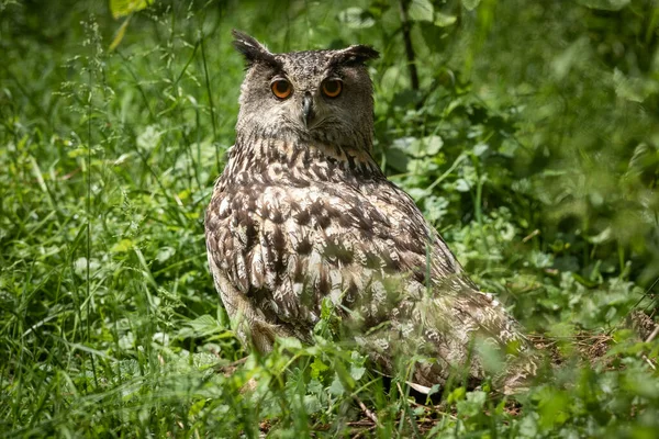 Eurasian Eagle Owl Sedí Lese — Stock fotografie