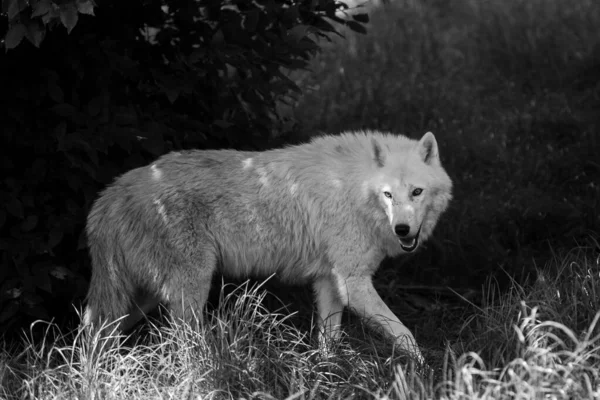 Weißer Wolf Wald — Stockfoto