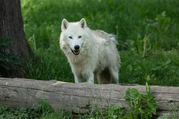 Белый Волк Лесу — стоковое фото