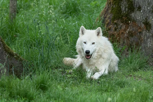 Biały Wilk Siedzący Lesie — Zdjęcie stockowe
