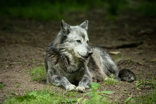 森の中にいる黒い狼 — ストック写真