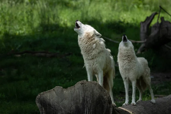 White Wolf Howling Forest — Stock Photo, Image