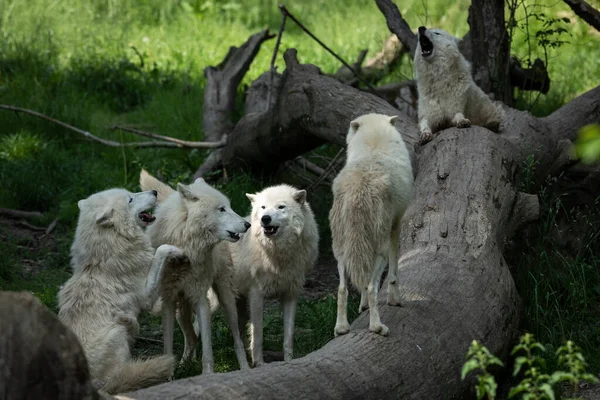 Loup Blanc Hurlant Dans Forêt — Photo
