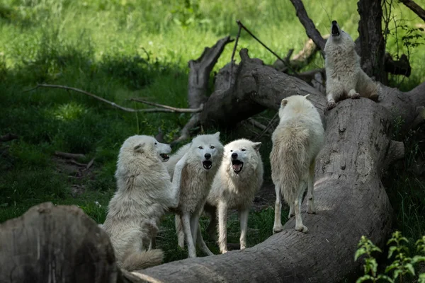 Loup Blanc Hurlant Dans Forêt — Photo