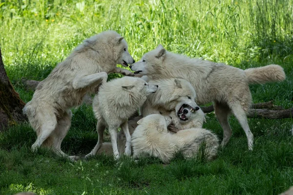 Lobo Blanco Familia Jugando Bosque — Foto de Stock