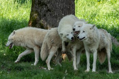 Beyaz Kurt ailesi ormanda oynuyor.